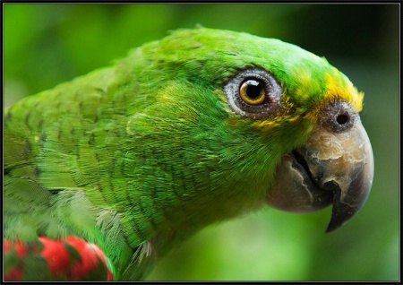 Bird of Honduras