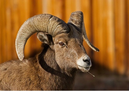 Nonchalant Bighorn