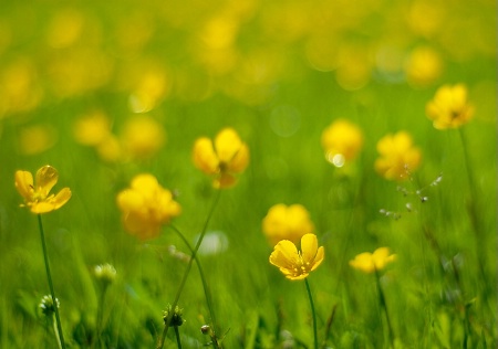 Buttercups