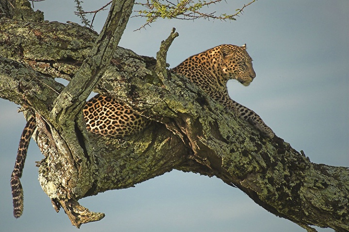 Seronera leopard