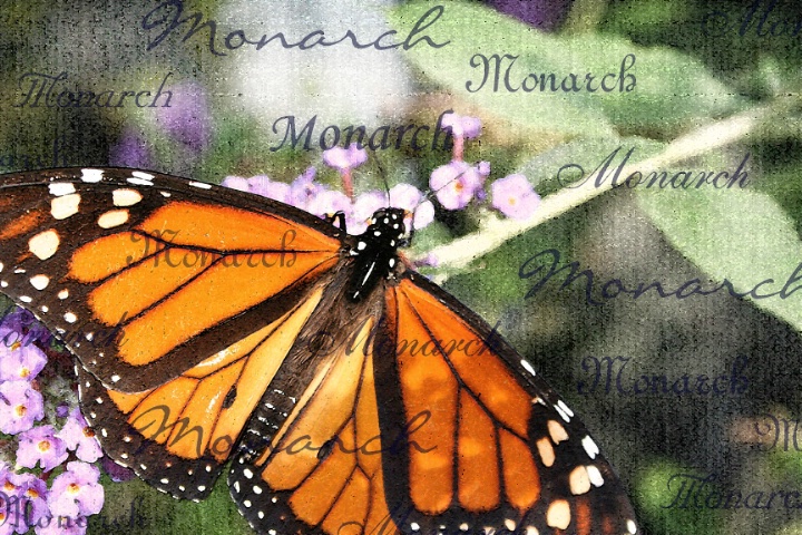 ~Monarch~