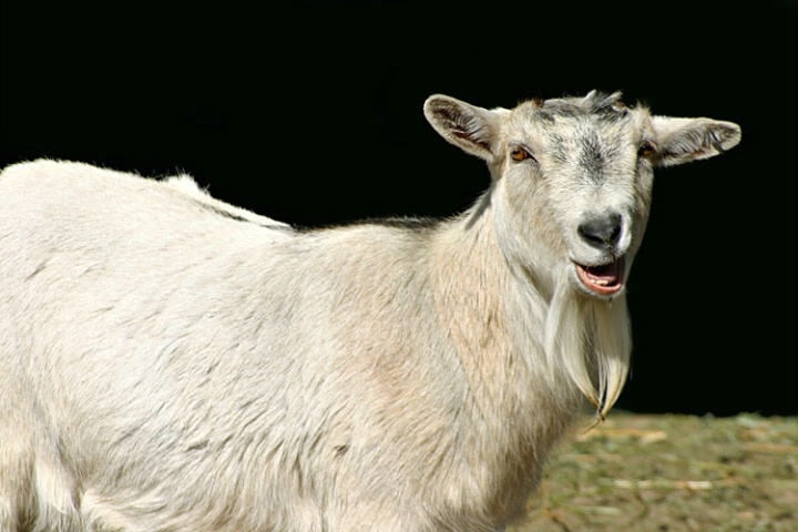 Happy As A Goat!