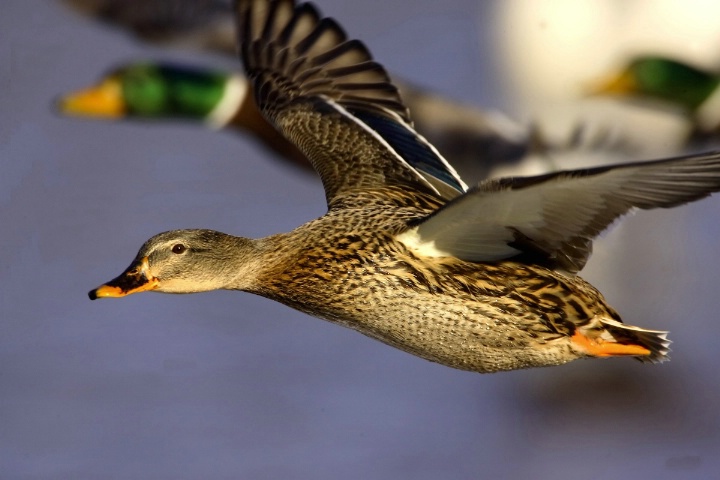 Tha Mallard Hen