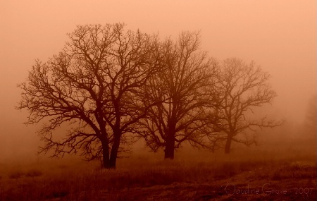 Winter Oaks in Sepia