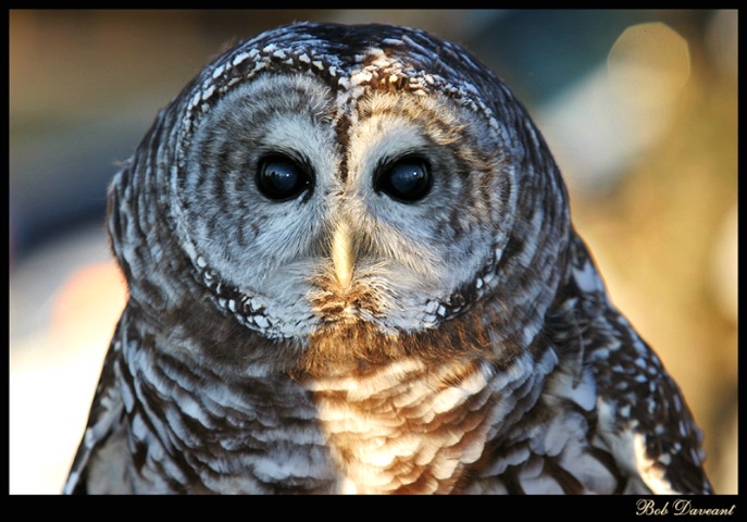 Barn Owl from Ohio
