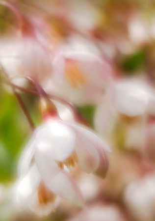 Spring blossoms 