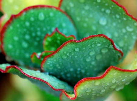 Green and Red Undulations