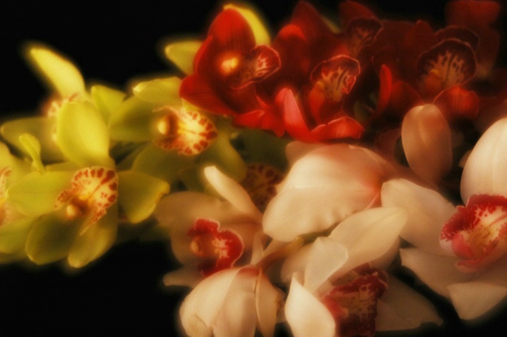Orchid Dream - ID: 3230061 © Anna Laska