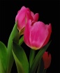 Buzzed Tulips