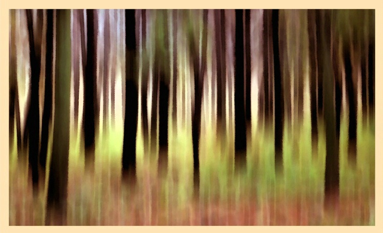 Into the Woods - ID: 3230131 © Errick L. Cameron