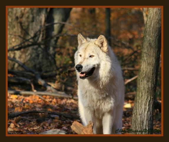 tundra  wolf