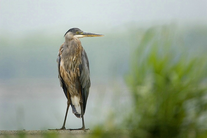 Great Blue Heron by Lake - ID: 3234184 © John Tubbs