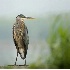 2Great Blue Heron by Lake - ID: 3234184 © John Tubbs