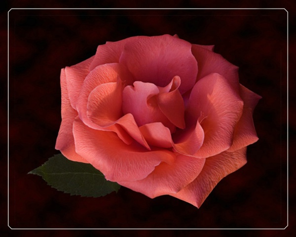 My Rose 2