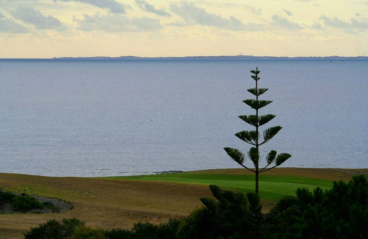 Pine Tree On The Coast