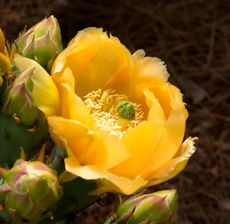 Cactus Flower with Buds