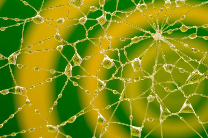 Human spiderweb