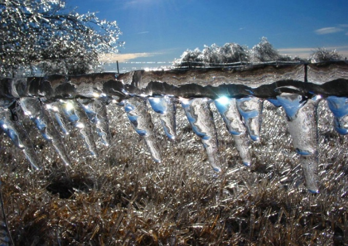 Ice Covered Barbed Wire