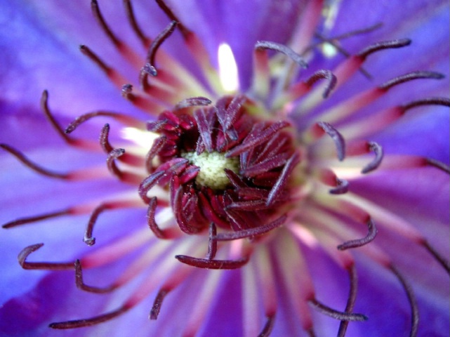 Close-up of Clematis