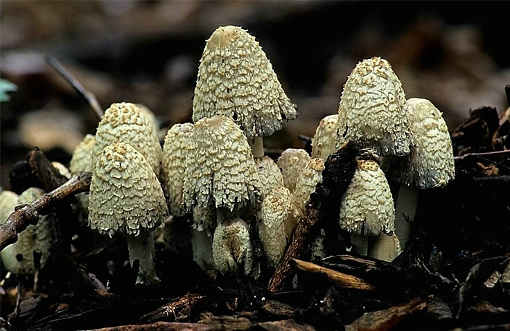 Mushrooms - ID: 3237913 © Donald R. Curry