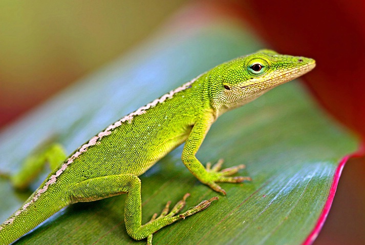Gecko #2 - ID: 3237915 © Janine Russell