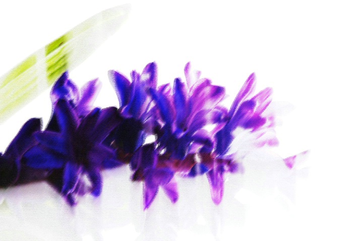 Illusive purple - ID: 3239580 © Anna Laska