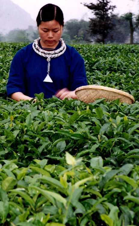 Tenderest green tea chosen at Yao Shan Tea Garden