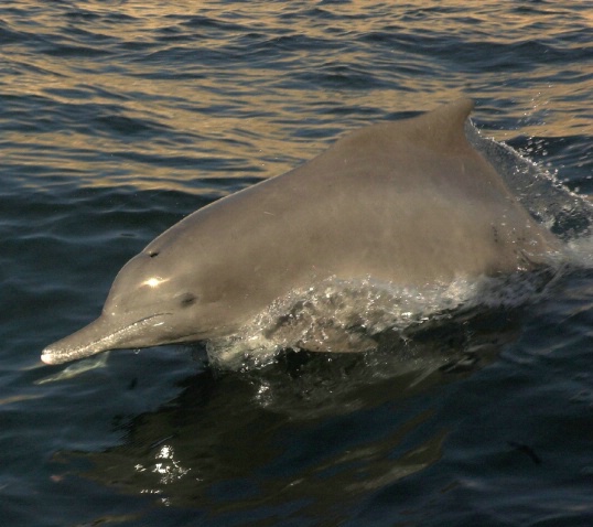 Wild dolphin in Oman