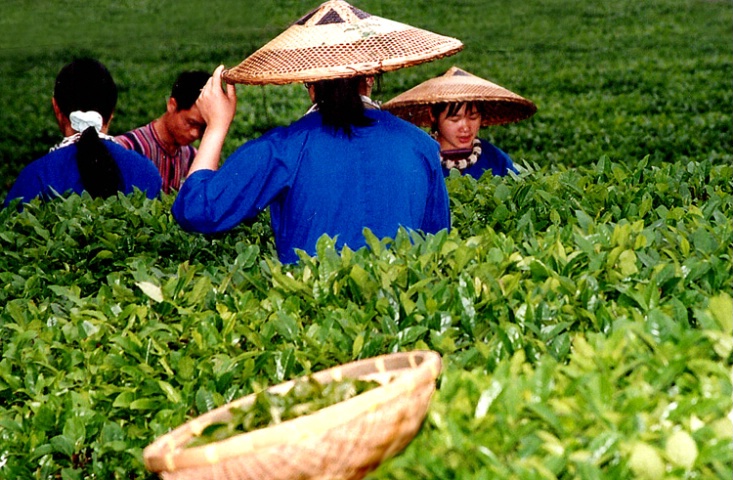 Versatile Hat, Yao Shan Tea Garden 