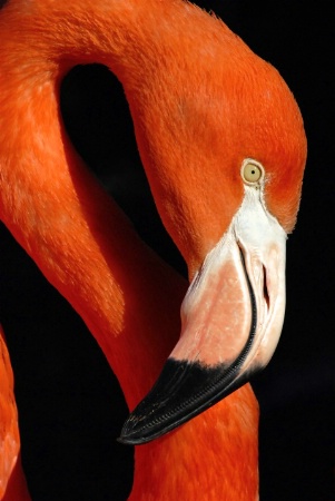 Flamingo Profile