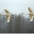 2Trumpeter Swans in Flight - ID: 3241594 © John Tubbs