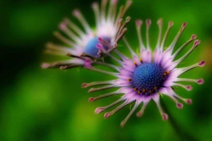 Solar Flowers