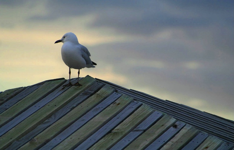 Seagull On Beach Hut Roof