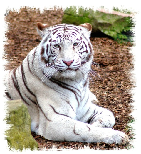 White Tiger at the Nashville, TN  Zoo