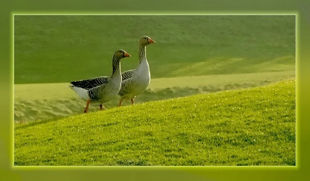Geese