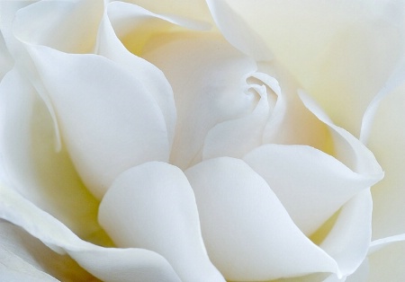 Winter White Rose