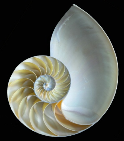 Nautilus