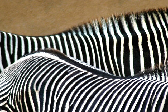 Zebra Idea