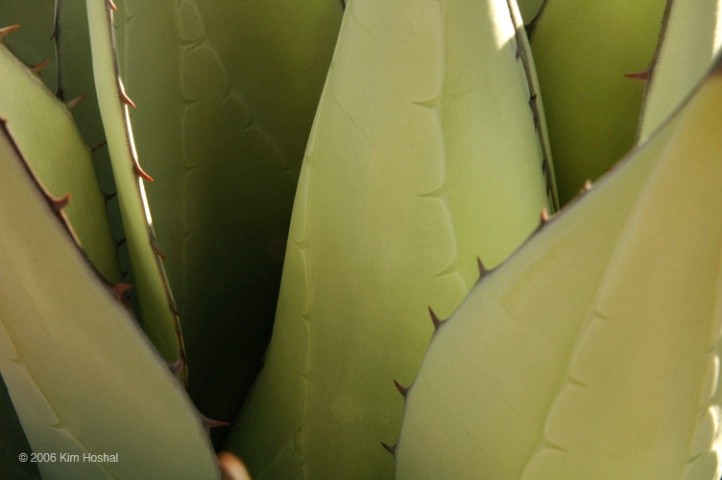 Agave in Soft Light