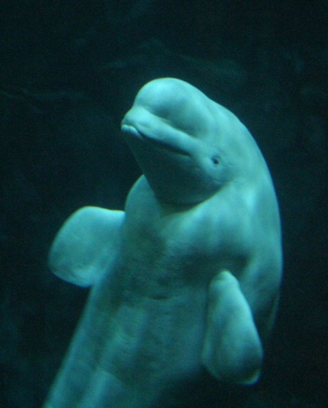 Beluga Whale 01