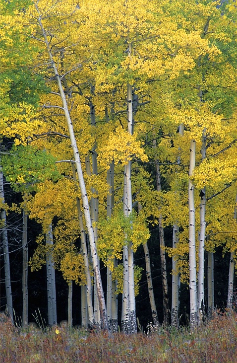 Aspen in the Rockies - ID: 3251926 © Donald R. Curry