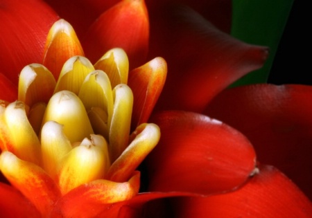 Bromeliad Close-up