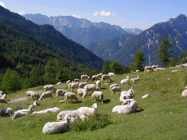 Slovenian Sheep