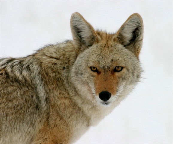 Portrait of a Coyote