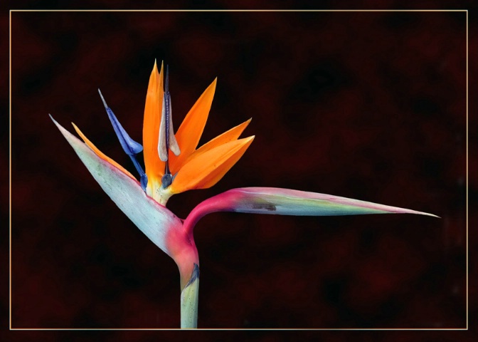 Bird Of Paradise Flower