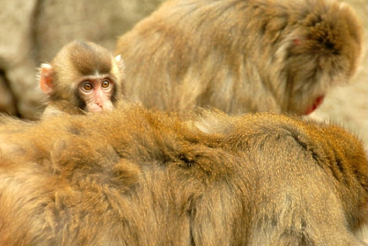 Japanese Macaque Baby