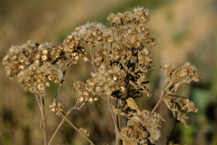 flower or weed