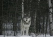 Gray Wolf Alert