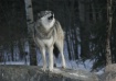 Gray Wolf Howl