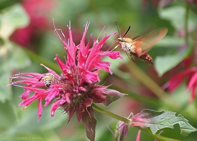 Hummingbird Moth, Bee and Bee Balm